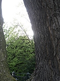 Cleft