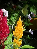 Feathery Flowers