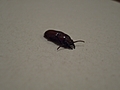 Bug 2