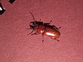 Bug 12