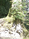 Budding tree