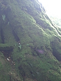 Moss-covered tree roots