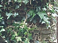 Ivy