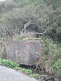 Horse drinking trough with trees