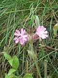 Overexposed flower in grass