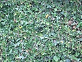Ivy texture