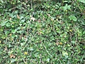 Ivy texture 2