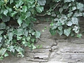 Stone wall with ivy