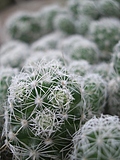 Cactus 2