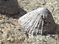 Cockle shell