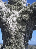 Encrusted stone cross 2