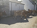 Milking Time 2
