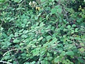 Blackberry bush