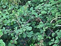 Blackberry bush 2