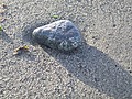 Small rock on the beach