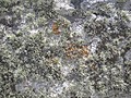 Moss