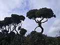 Naked trees
