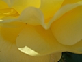 Yellow flower up close