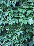 Green leaves
