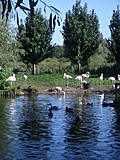 Flamingos