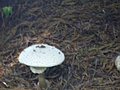 Fuzzy mushroom
