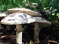 Mushrooms