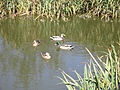 Ducks