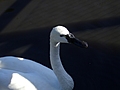 Swan
