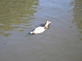 Swimming bird