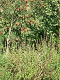 Plants. Tree. Berries.