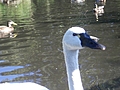 Swan's Head