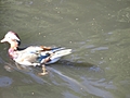 Duck in Motion 2