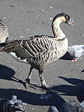 Swanky Duck