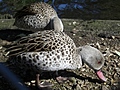 Bird with red beak