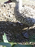 Webbed feet