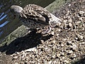Slopy duck