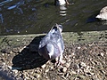 Pigeon