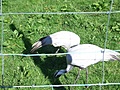 Different birds