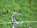 Bird with red eye