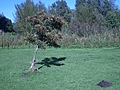Tree with small pile of earth