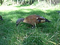 Brown bird in grass