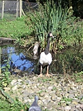 Bird looking at us
