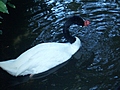 Ugly bird in swirly water 2