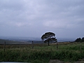 Disley Tree