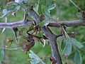 Rose thorns