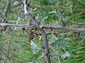 Rose thorns 2