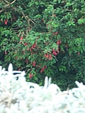 Blurry plants