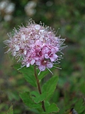 Pink flower