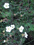 Overexposed daisies