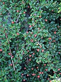 Berries
